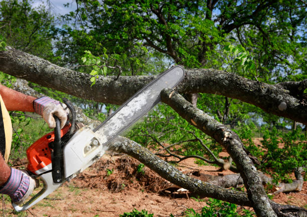 Best Arborist Consultation Services  in Hartville, OH